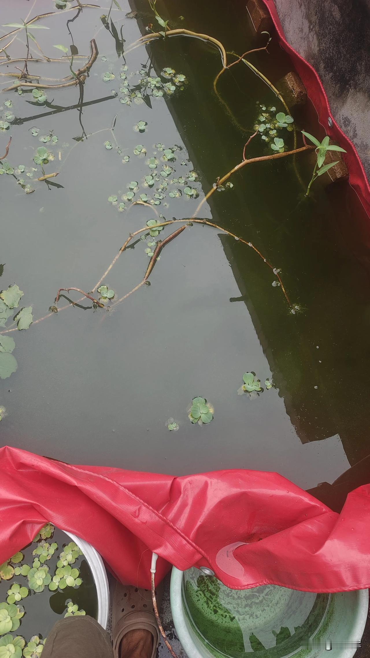 在阳台养鱼真的挺烦的，要是安装一些过滤装置浪费电，要是经常自来水浪费水，养不好就