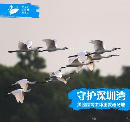 奇妙物种守护计划 你好呀，我是深圳湾湿地！你知道吗，这里是全球九条候鸟迁飞路线之