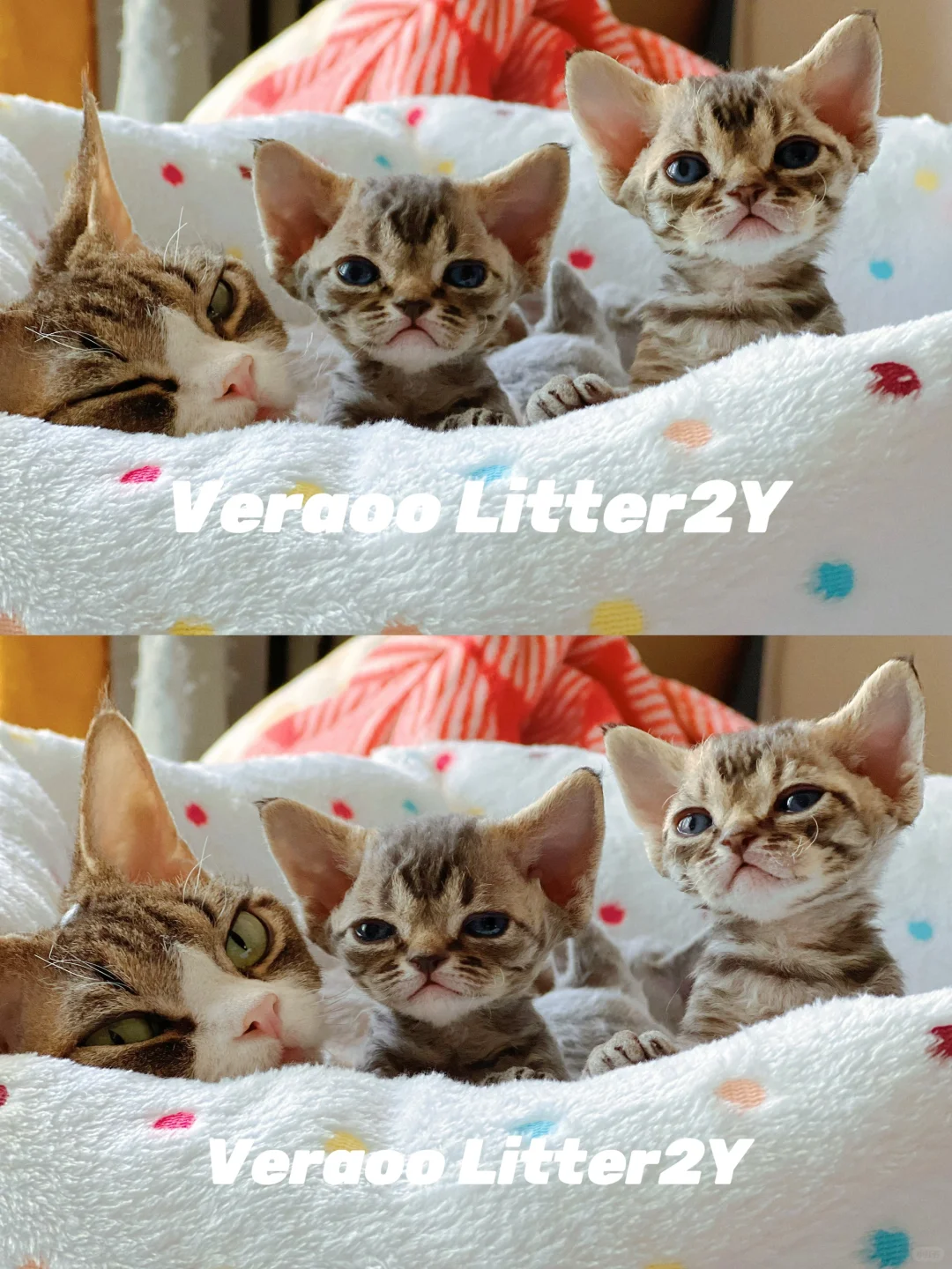 虎斑宝贝独有的“M”印迹｜德文卷毛猫