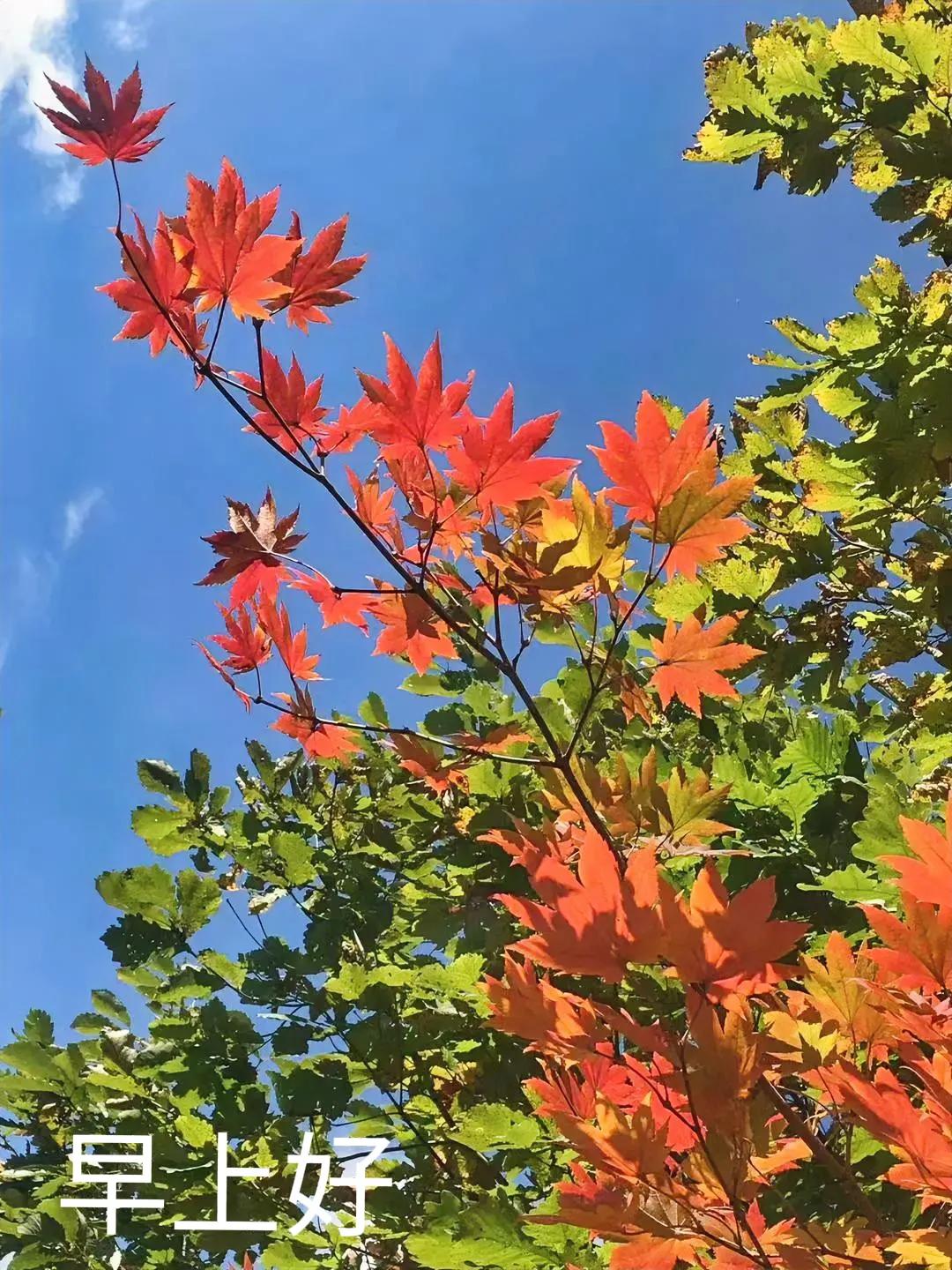最好的季节是秋高气爽，最美的画面是五花山上，最远的地方是望穿秋水，最终的结局是五