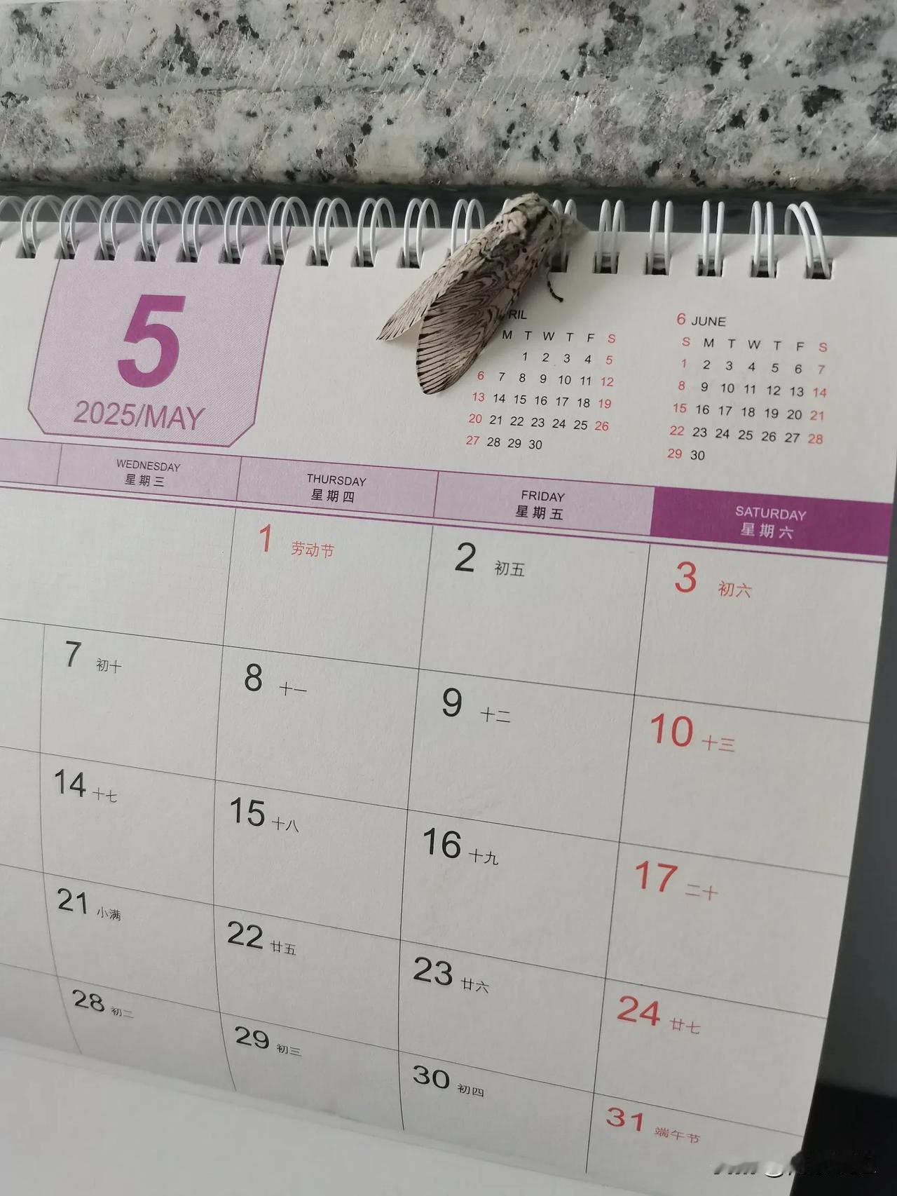 一只蝴蝶落在日历上已经多半天了，一动不动。我都不忍心惊动它，上午偶然间发现的。我