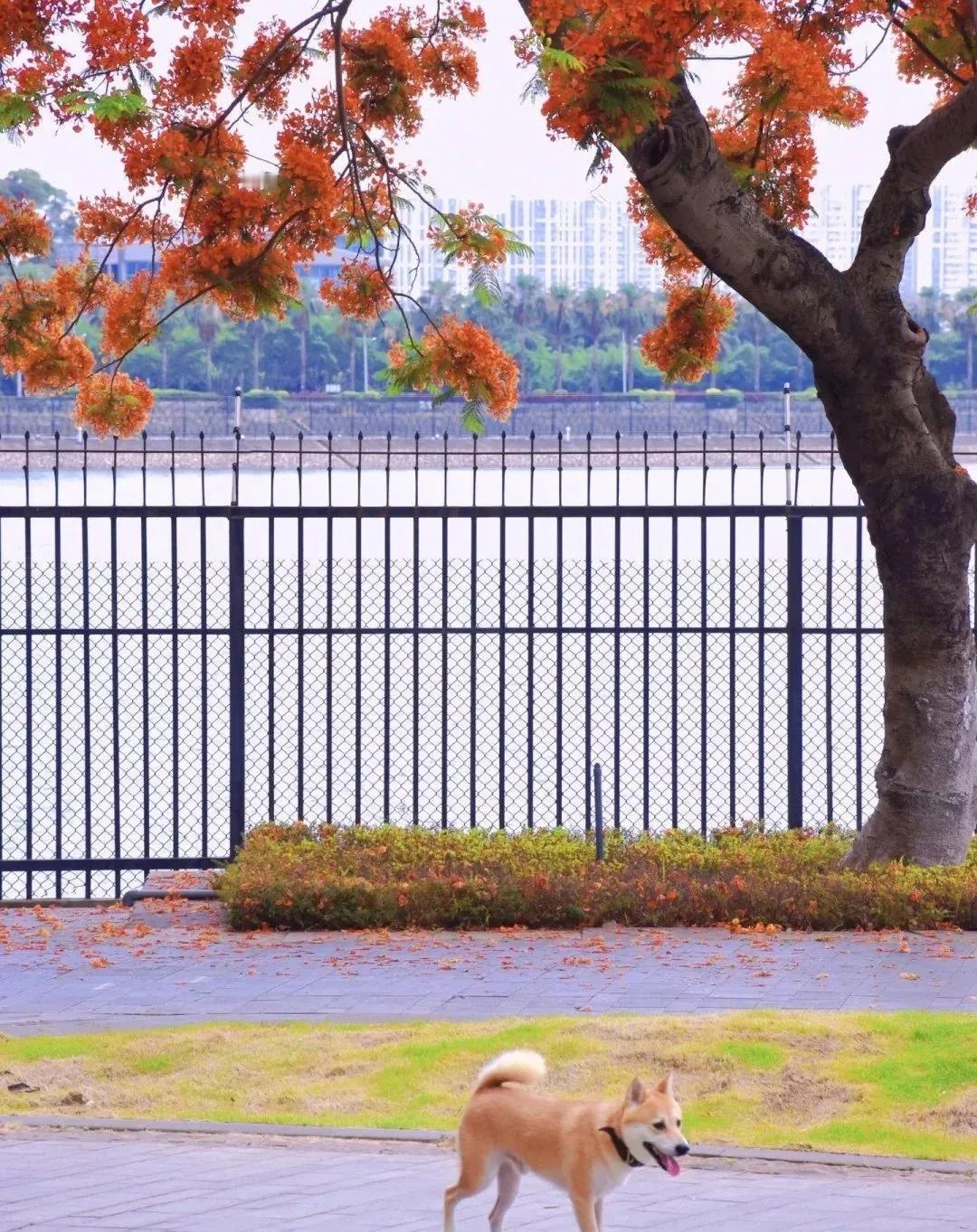 上联：犬吠春意浓
下联_[爆竹][发][发]