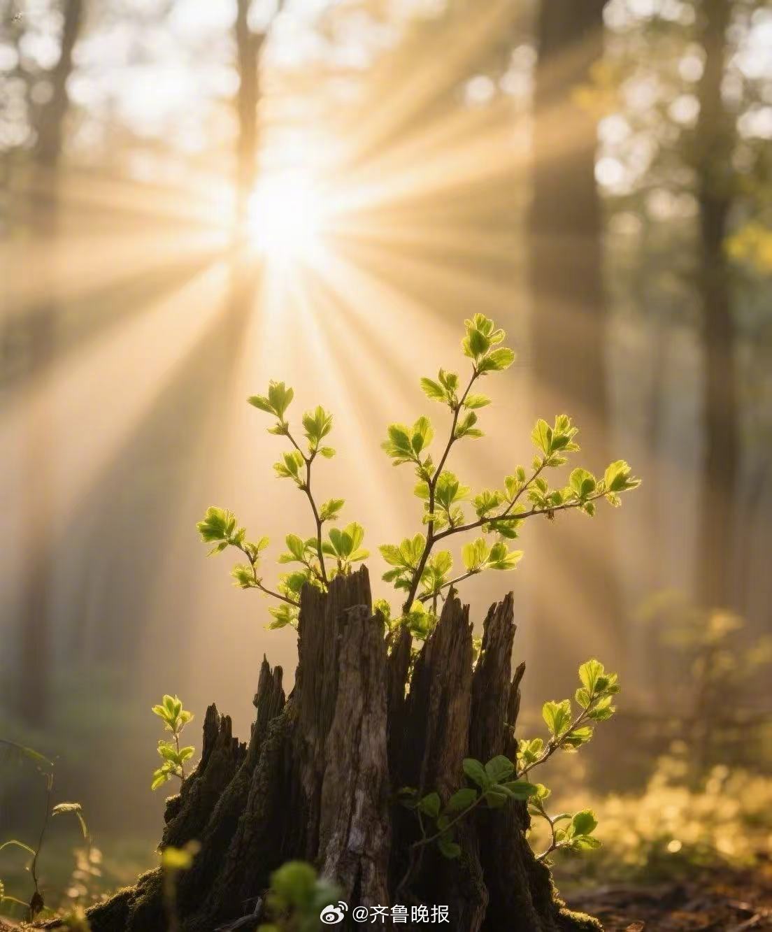 晨光正好，微风不燥，愿你今天元气满满，好运爆棚！#早安#