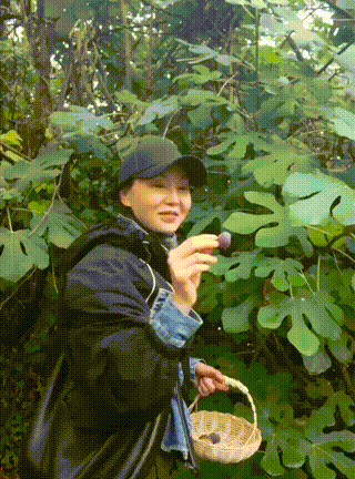 62岁张曼玉现在不拍戏了，
跑到国外过起了田园生活，下雨天拍视频摘无花果记录生活