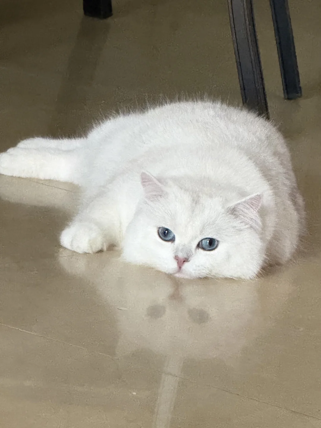 小猫的快乐真的很简单