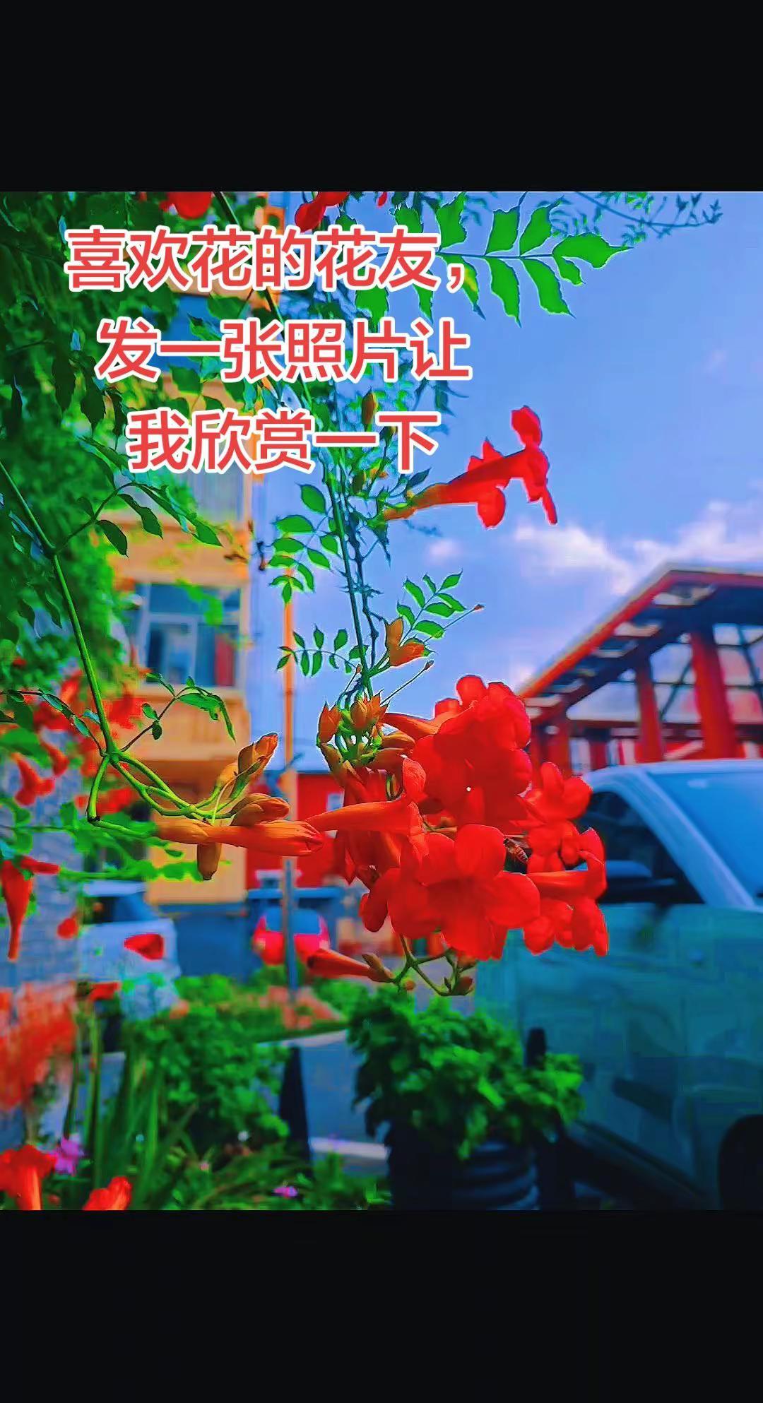 这花美不美