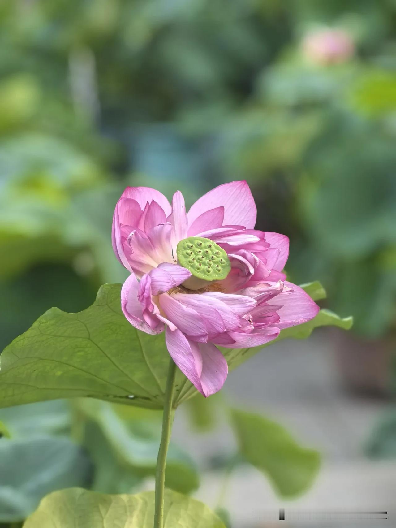 不写作业的菲尔兹奖得主，他的老师说了大实话
邓煜拿下菲尔兹奖的消息刷屏了。
铺天