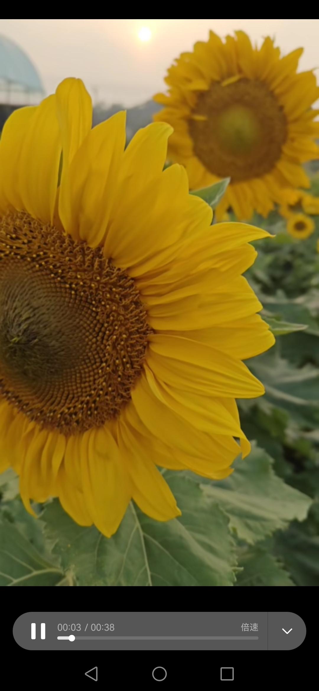 晚上睡觉的时候，突然膝盖酸，阴器微微有点难受，整条腿的筋都感觉到微微的酸。
  