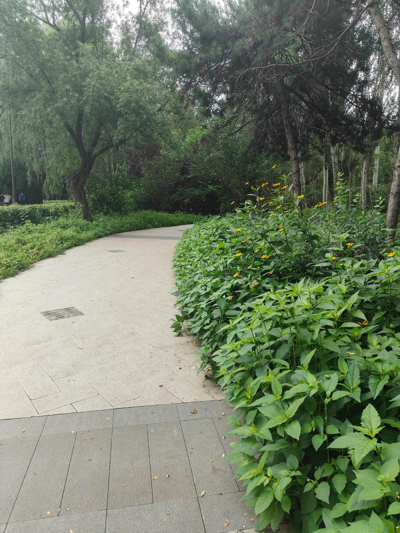 🌿石板路拐进绿海里，野菊踮脚吻风💛。生活藏在转角，等你慢下来捡诗意~
