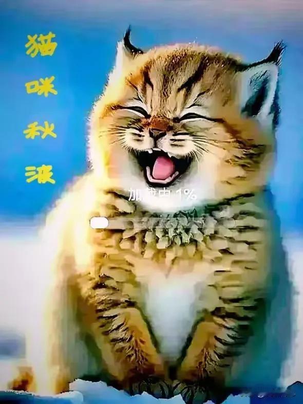 喵星人喵总[大笑][大笑][大笑]