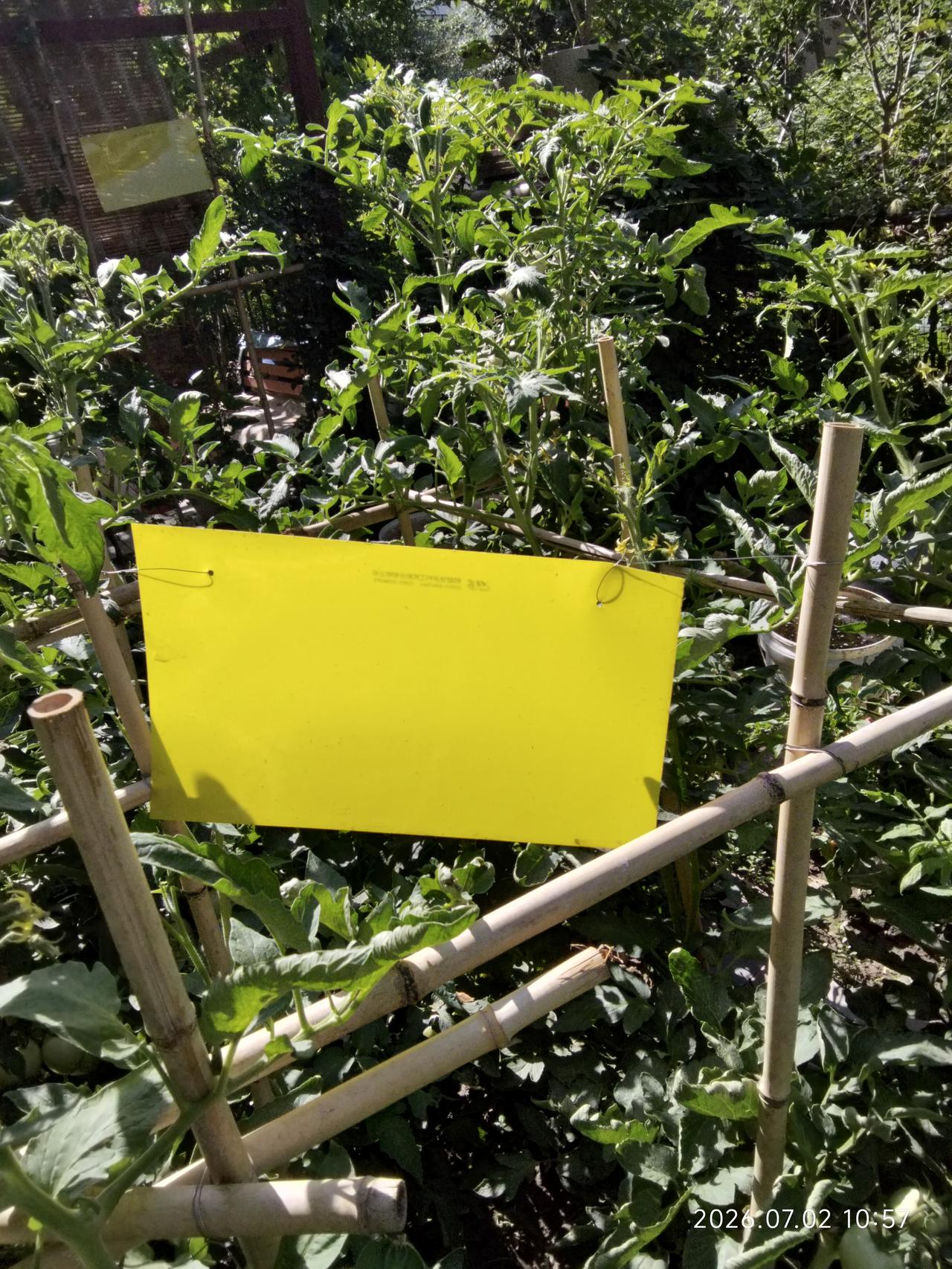 自己种了一块菜地就像是弄了个祖宗回来，每天都得小心翼翼地侍候着。这几天，天太热了