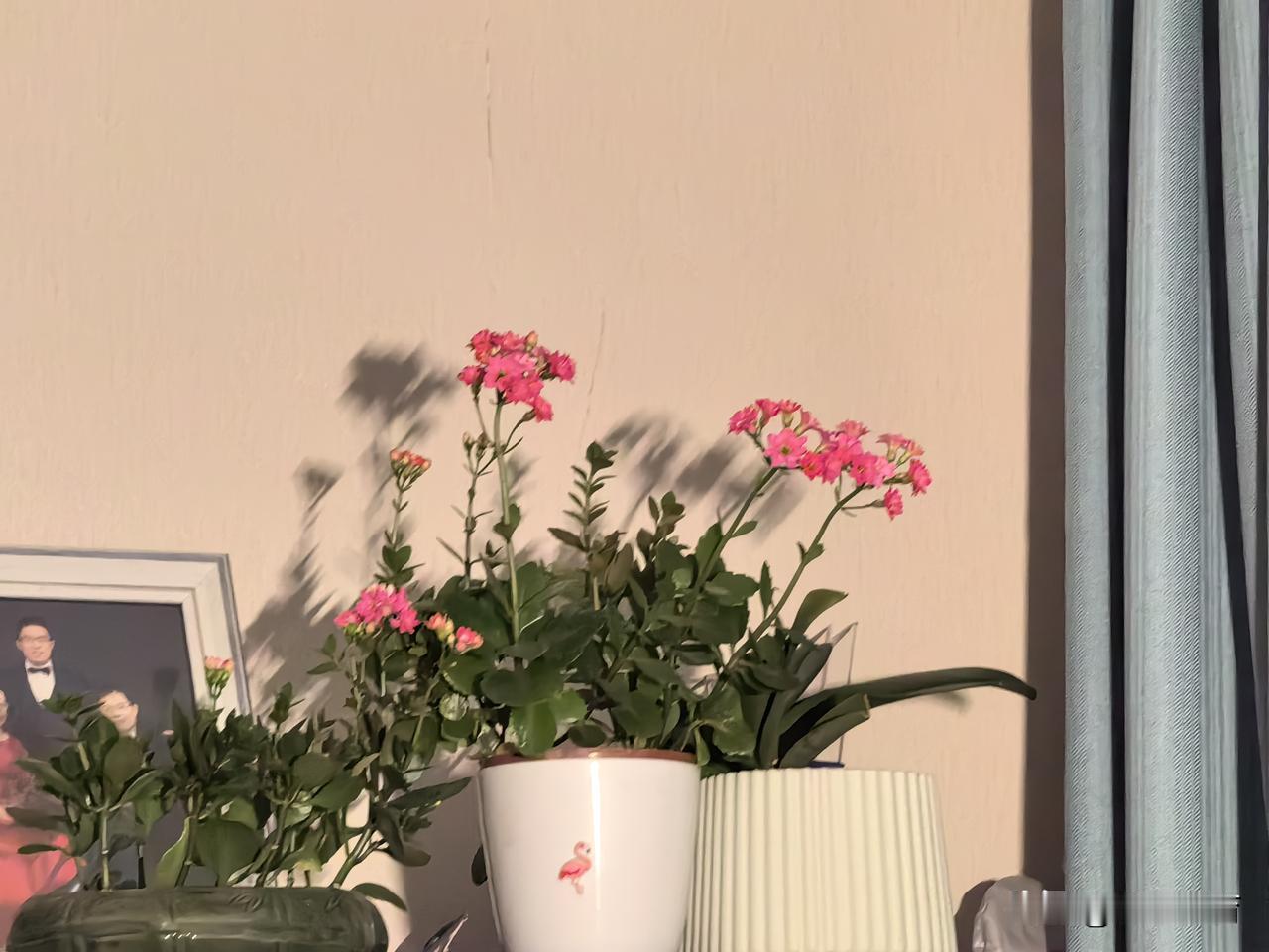 安静灯光里的长寿花影