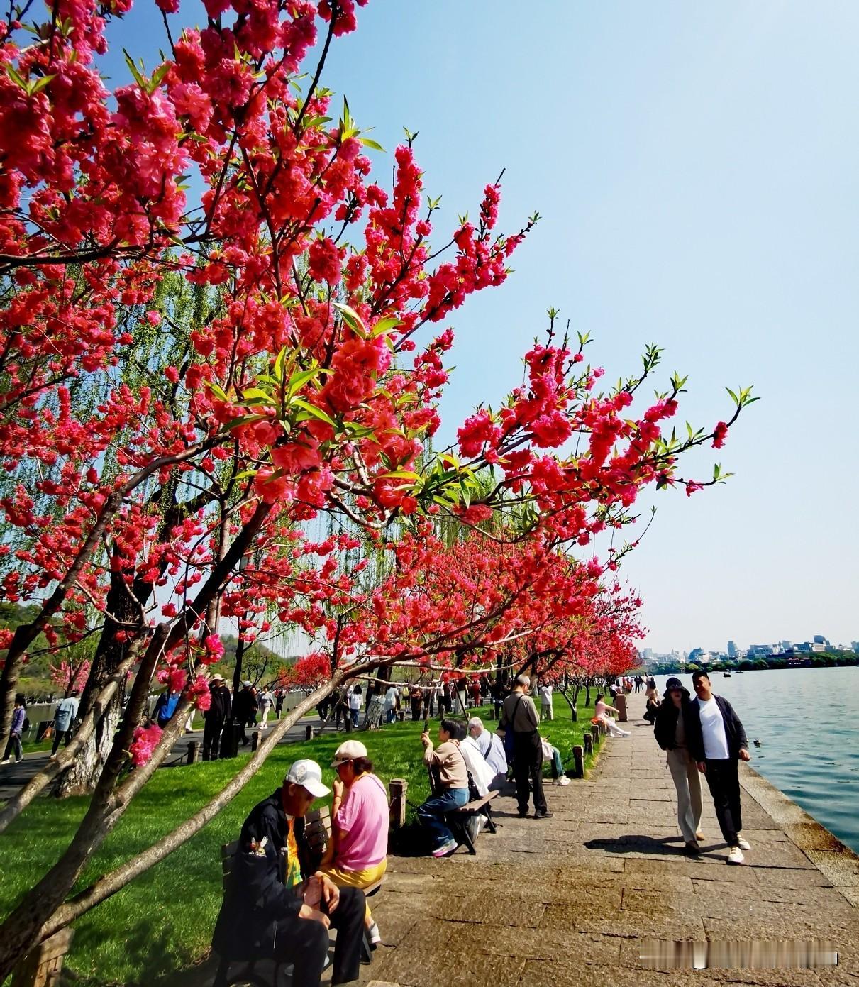 杭州市西湖风景名胜区管委会于4月3日发布信息，确认‌白堤“桃红柳绿”景观自4月2