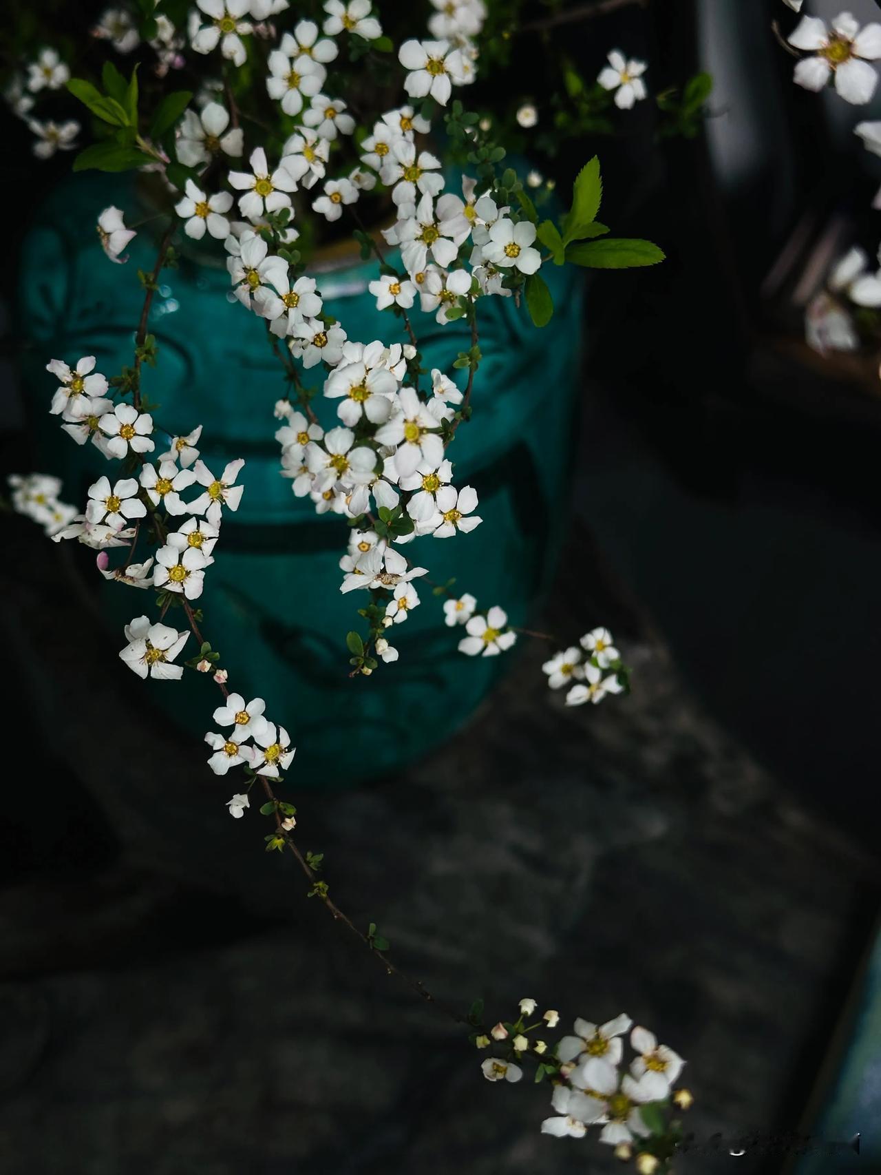 手机里的花花，生活中的小确信
手机记录花的美