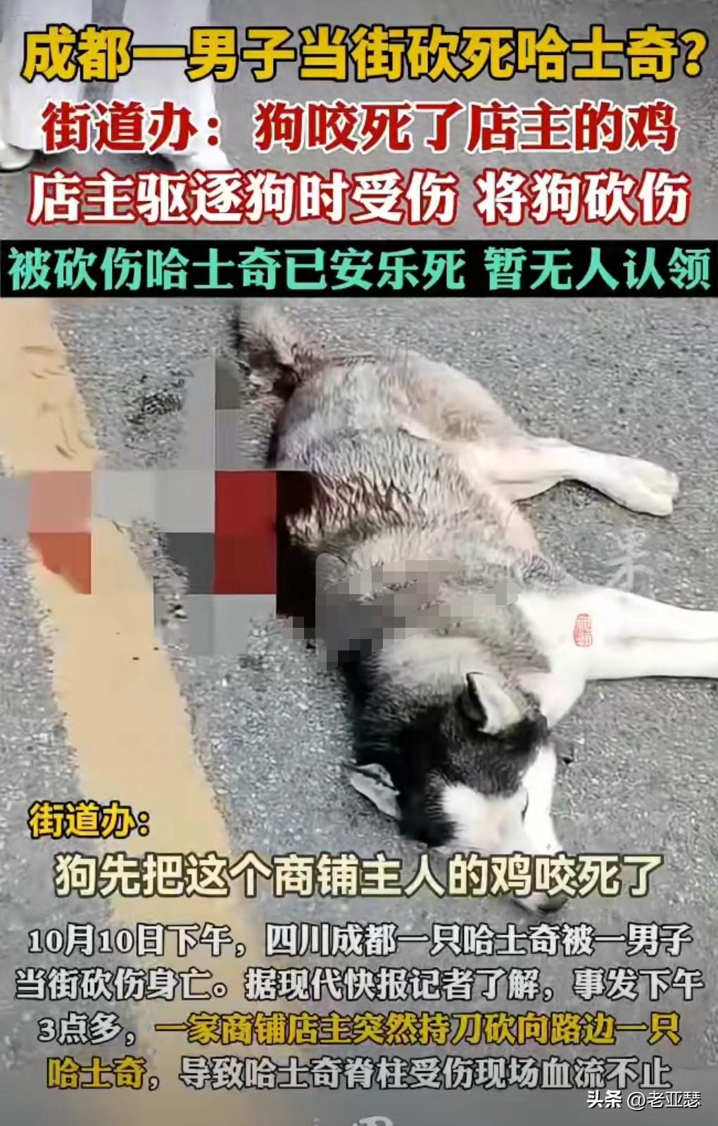 10月10日，一只流浪的哈士奇被一名店主砍伤。
后伤势严重，有人对狗实行了安乐死