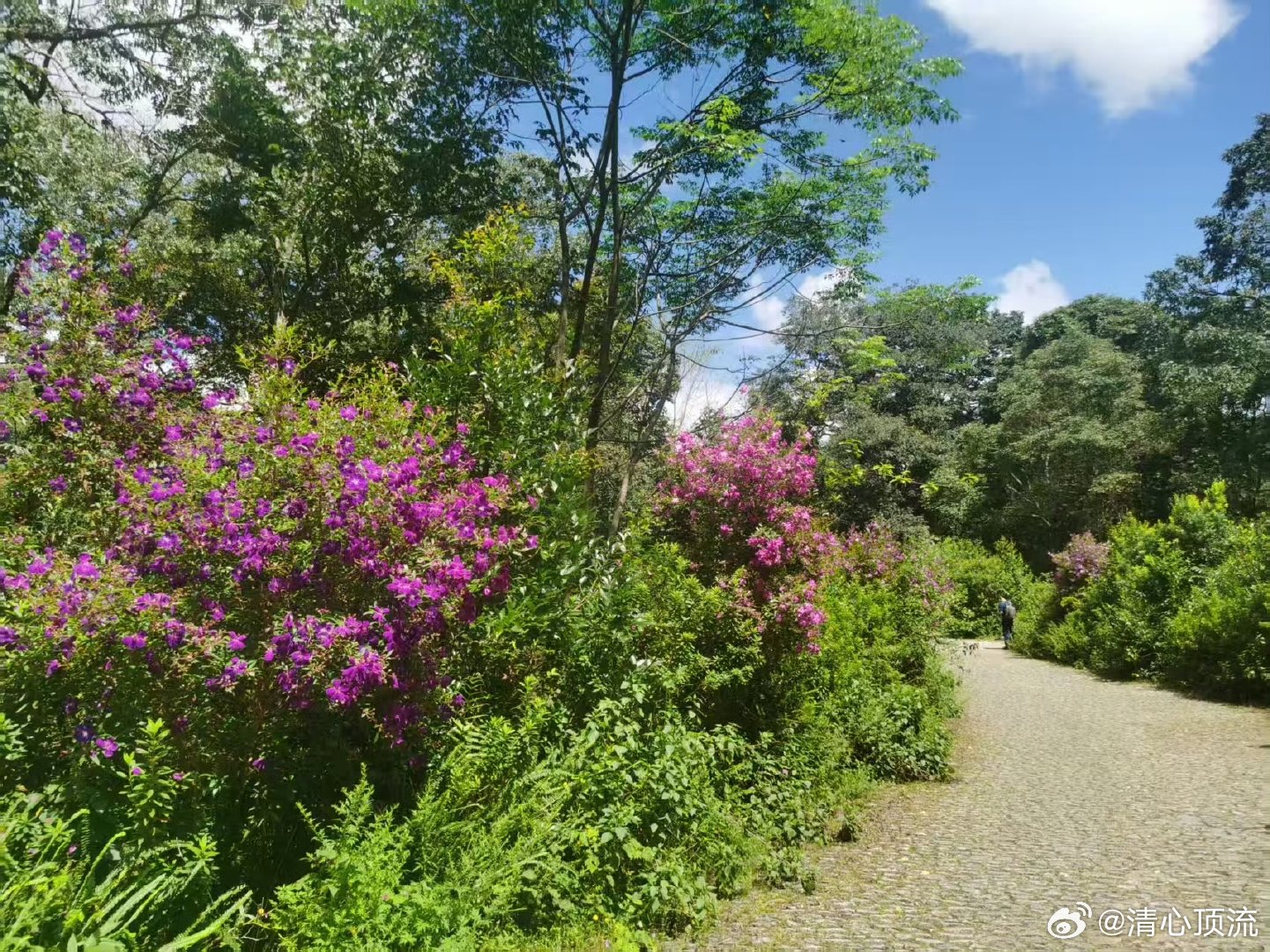 云南景迈山申遗成功两周年    云南景迈山申遗成功都已经两年了呀，其实也是能够让