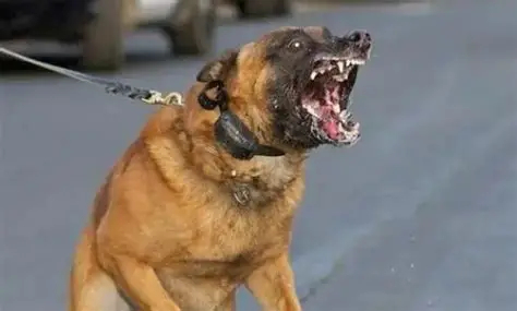 papi妈妈狗媒体又狗法院，狗血馒头吃的欢。来世投胎小仙子，不枉人间祸一端。 