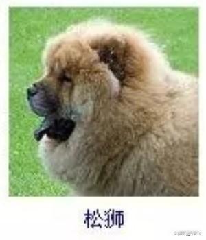 菩萨蛮2·松狮
       暖茸堆作晴边卧，金毛轻裹云痕软。乌吻曳憨风，舌垂春