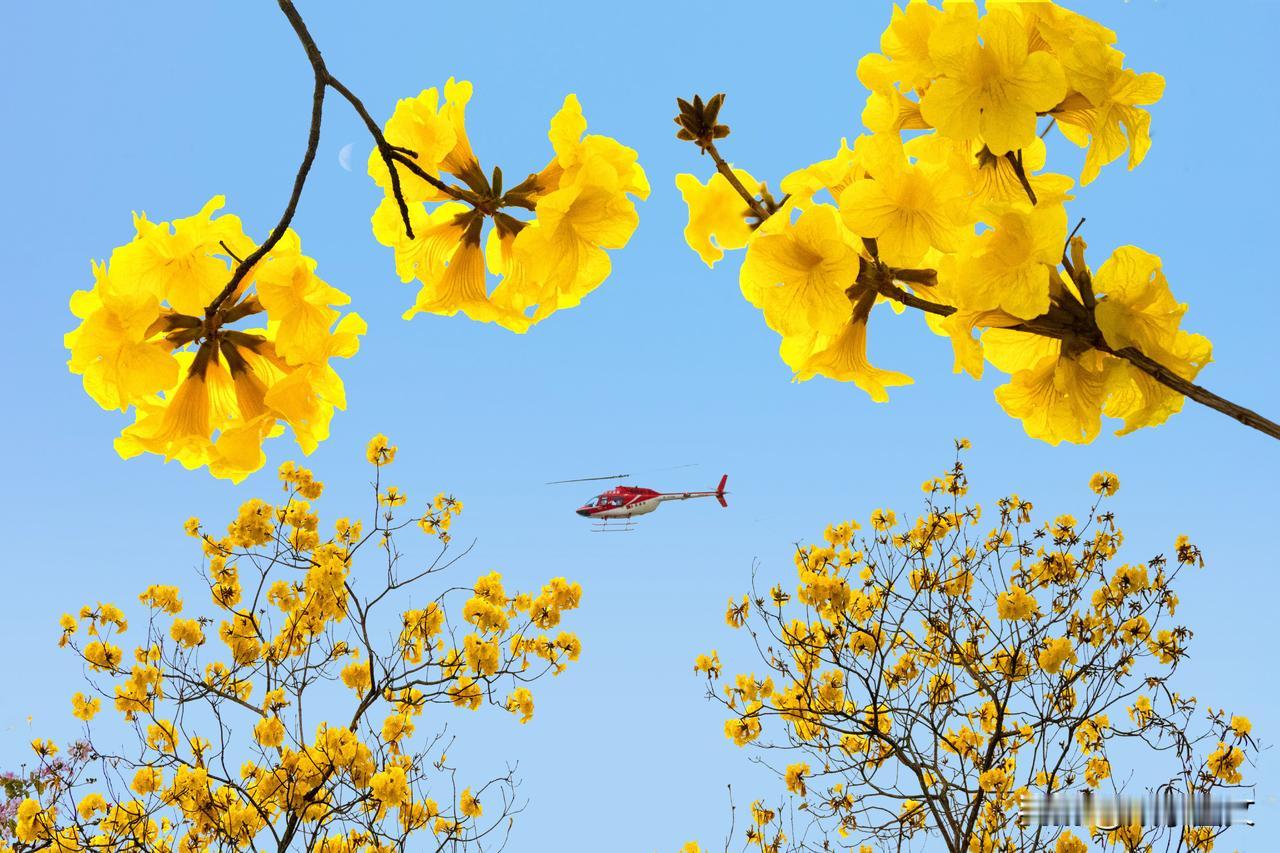 抢鲜黄花，快来打卡东莞松山湖
[比心][比心]广东东莞松山湖，春日黄花烂漫，金波