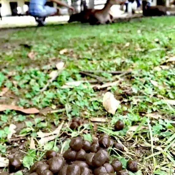 如何用一句话来评价美国这个国家美国就像驴粪蛋，外表看着光鲜。其实就是一坨屎。