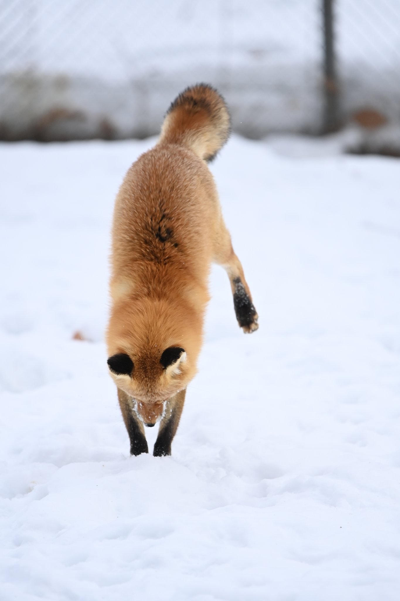 🦊…扑通噗噗噗噗噗噗噗噗噗噗©️qonqon_biyori ​​​