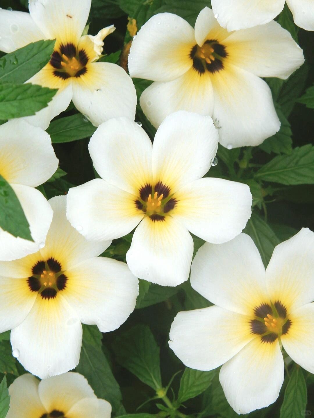 这种花的作息比我还规律第一次见这么有时间观念的花 被一朵花卷到了！它的作息表堪称