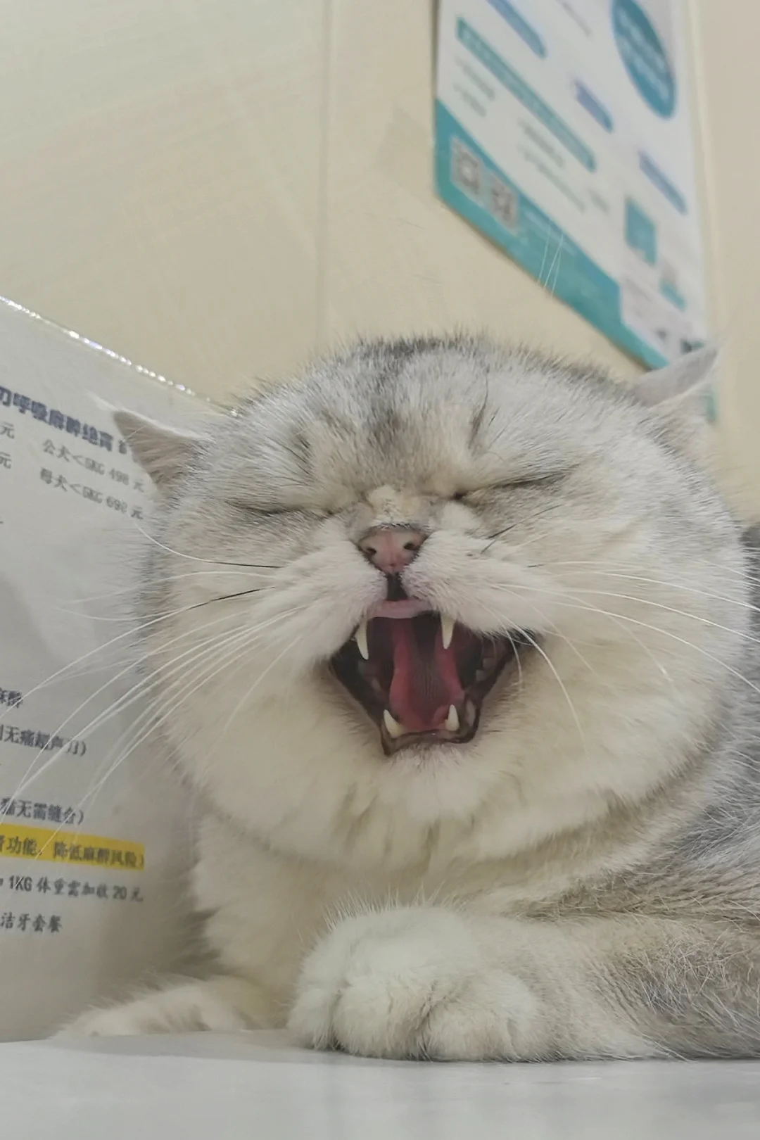 纯种银渐层，包邪恶的～