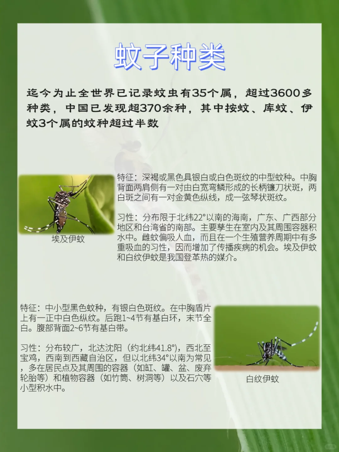 自然教育|昆虫科普之蚊子