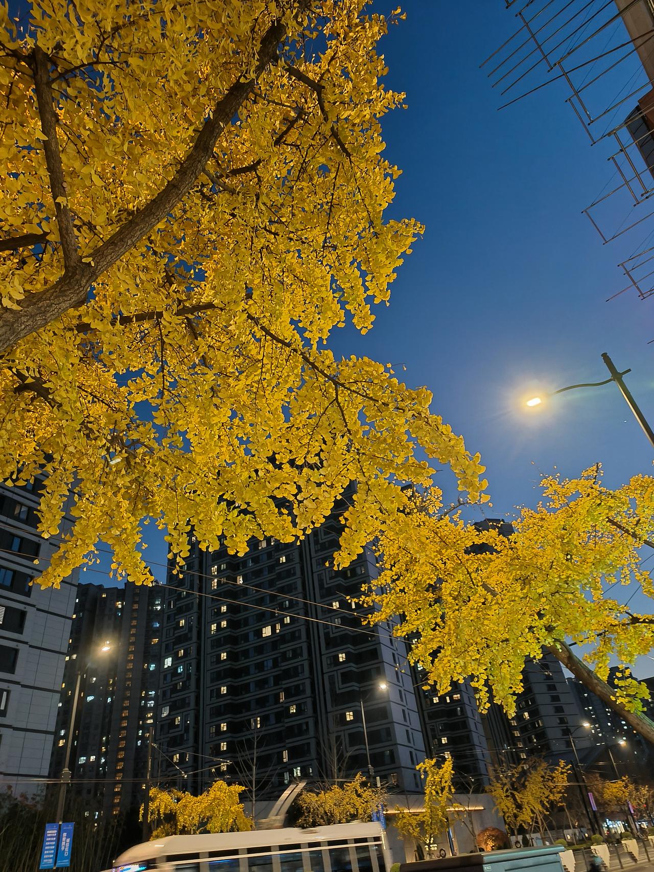 冬日美景随手拍实景图分享！

冬日公园徒步随手拍分享！