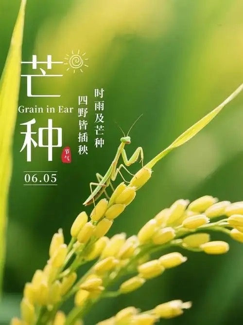 芒种节气养生｜湿热当道，重在健脾祛湿，安稳度盛夏🌾芒种忙种，雨水渐丰，气温攀升