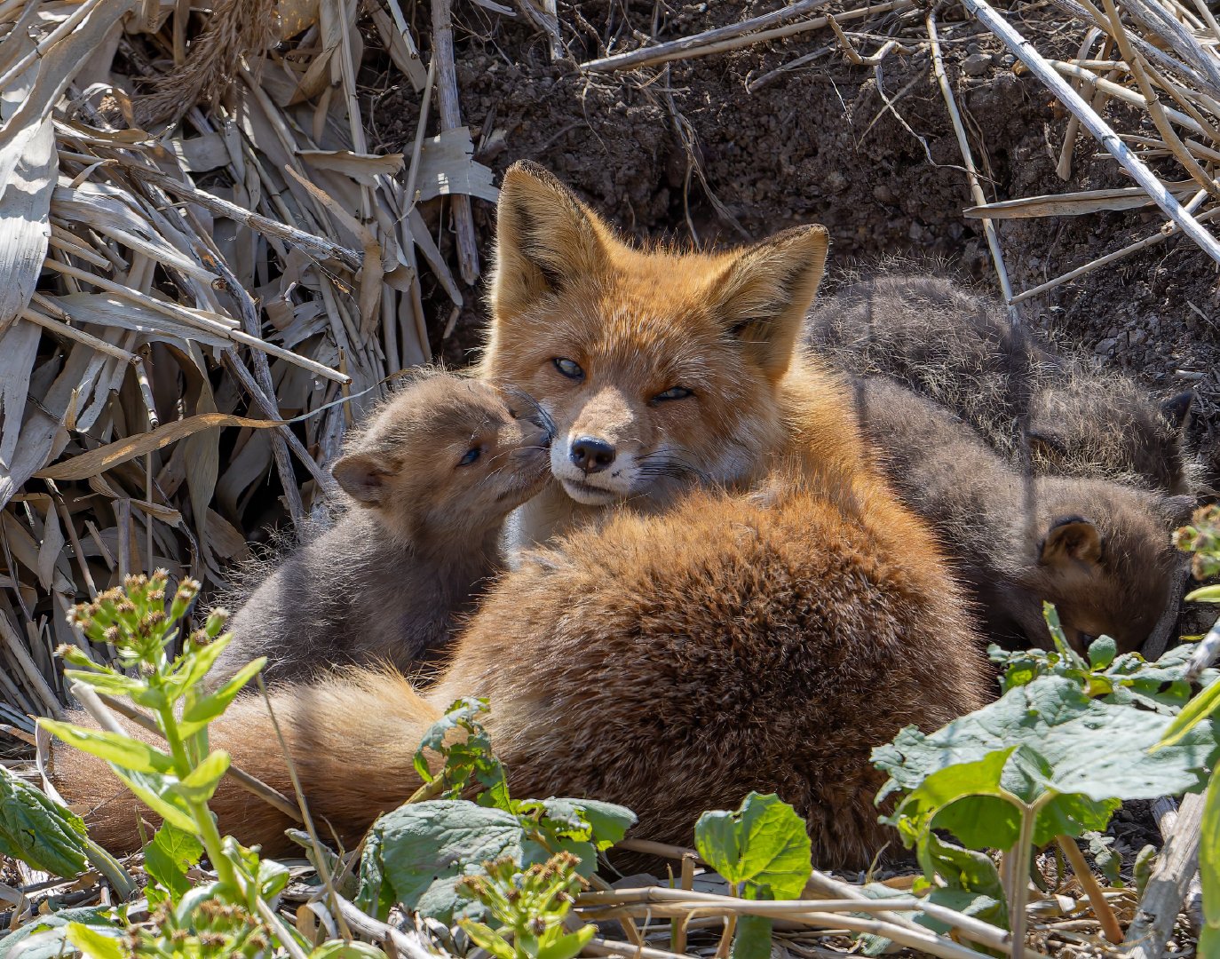 充满朝气的狐狸宝宝们©️hirokirin_photo 