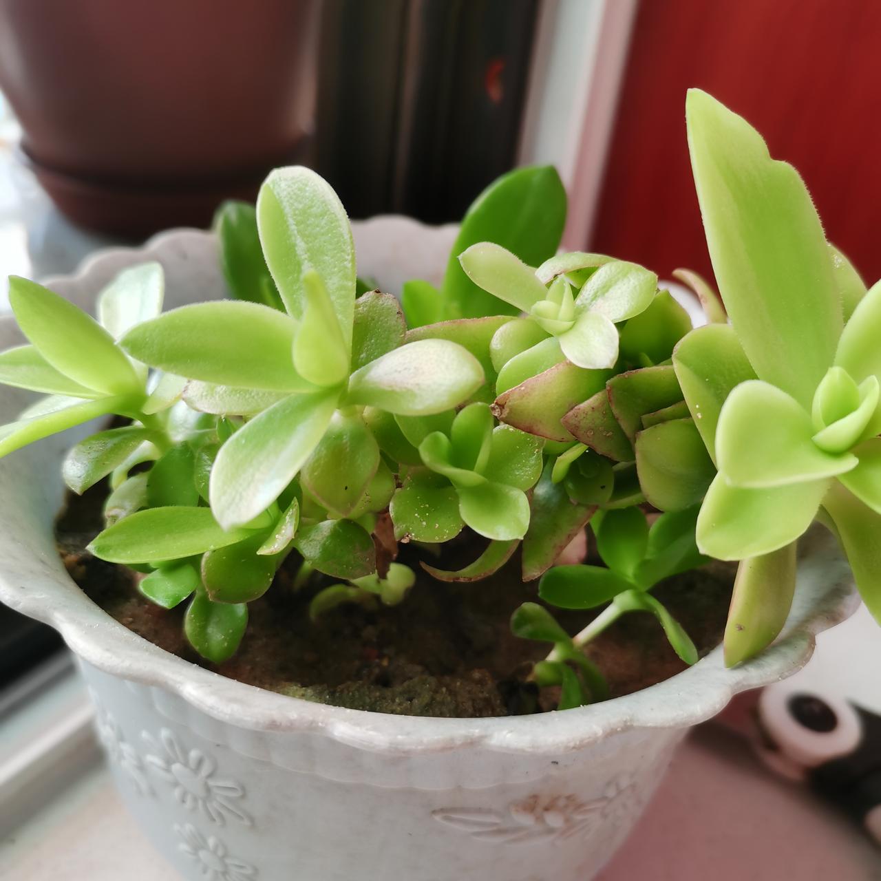 这盆花是邻居给的，真好看，就是不知叫什么名字？有知道的吗？