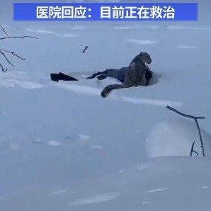 阿勒泰雪豹咬伤游客 预警在前仍出事 人与自然该如何共存
 
谁能想到“雪山之王”