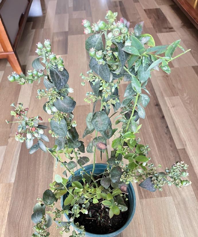 为了养好这盆蓝莓，特意跑趟墨水湖公园捡了两袋松针。没想到意外惊喜更多，地上冒出了