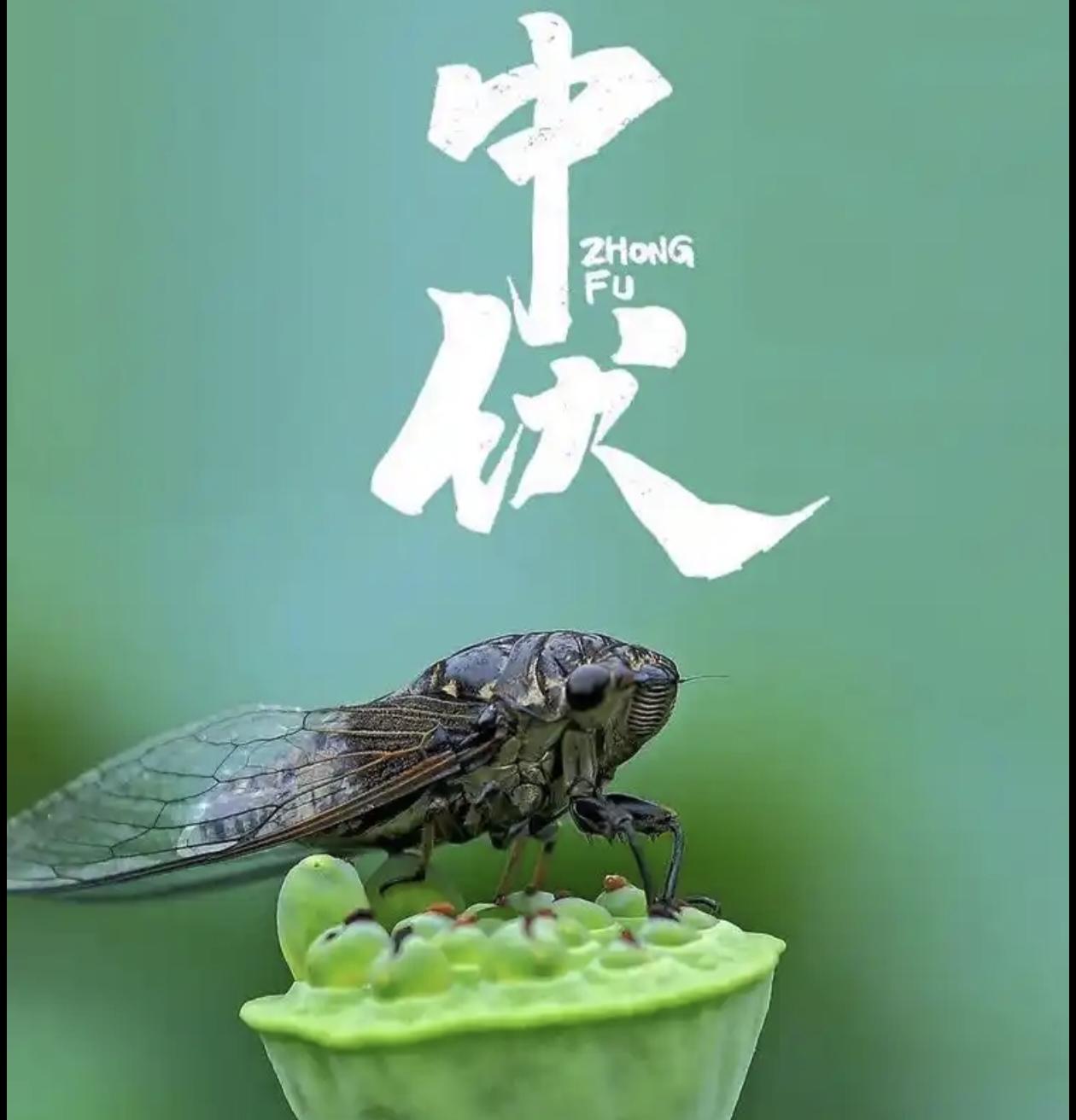 心静自然凉
         今天是中伏的第一天，也是最热时段的开始，大家不仅要