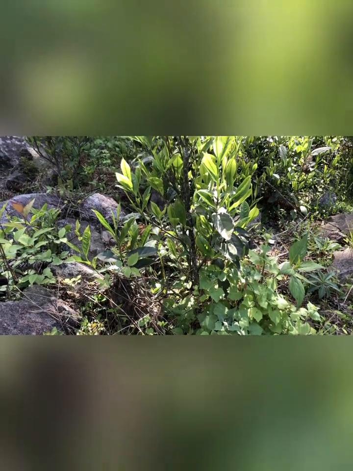 单芽的都是金骏眉？
两百、三百、五百的单芽茶都能叫做金骏眉吗？茶友发来一个视频，