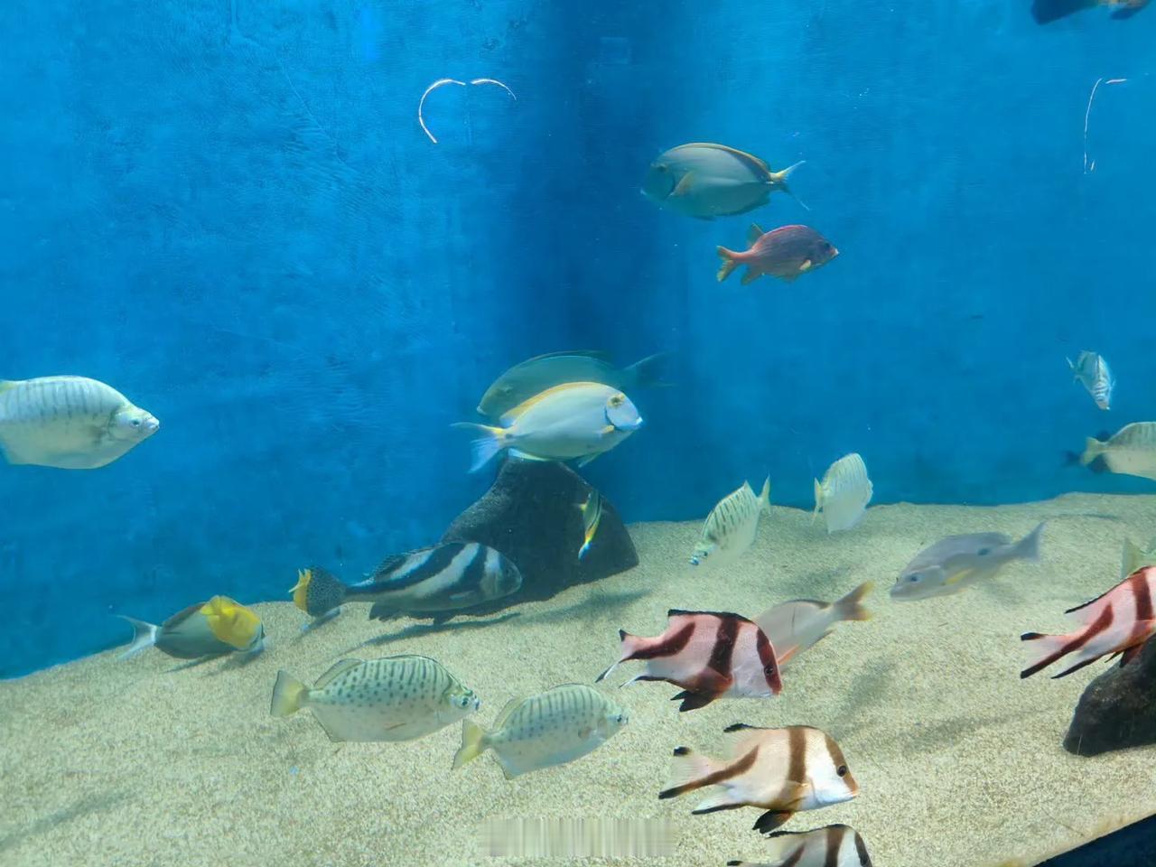 很多人都不知道合肥有海洋馆
实际合肥海洋馆是真不错
非常适合带小孩去玩
合肥海洋