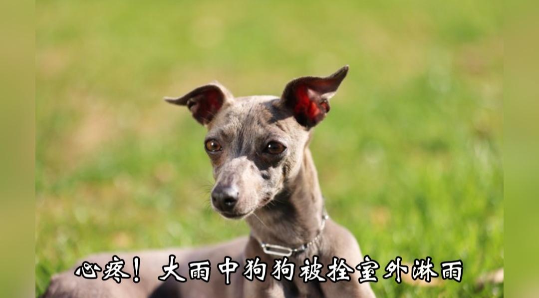 心疼！大雨中狗狗被拴室外淋雨，男子出钱将它救下
 
太让人心疼！7月28日黑龙江