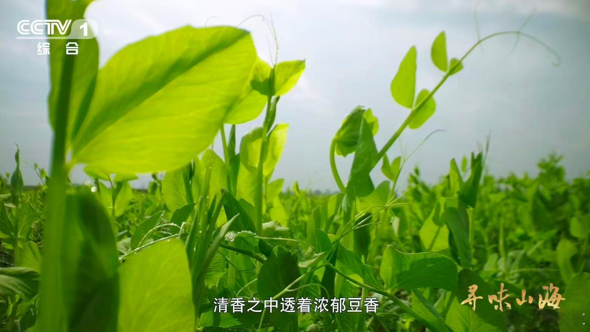 这就是四川省省菜吧 四川人的冬日仪式感：火锅里烫豌豆颠儿。陆游早用诗句认证——“