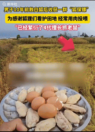 解释不清了！男子10年前救了一对白狐，如今繁衍了4代，收获了一群“稻田守卫者”，