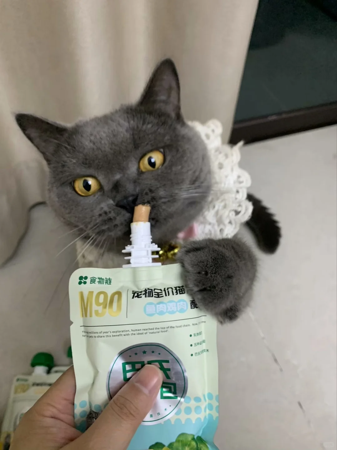 猫咪冬天补水秘诀