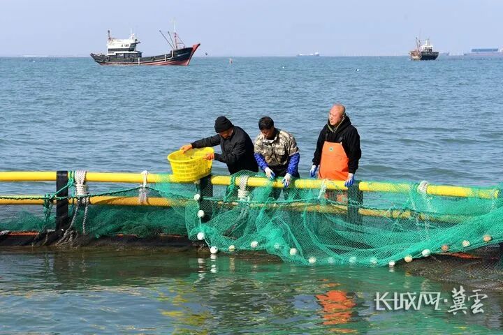 唐山乐亭：“蓝色粮仓”的“未来味道”