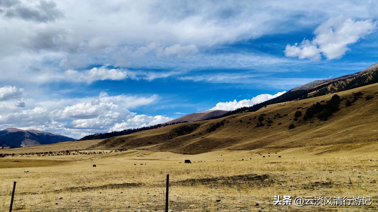 玉科草原，值得在它最美的时节，再去走一遭。

        由于在多杰玉崇垭口