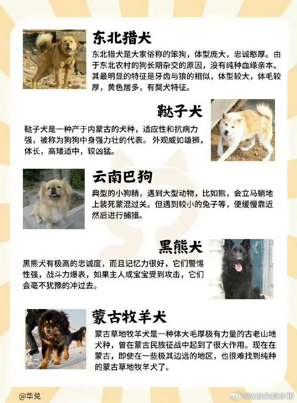 超九成养宠人不认识中华田园犬品种品种认知虽有待提升，但每一只狗狗都是萌力全开！?