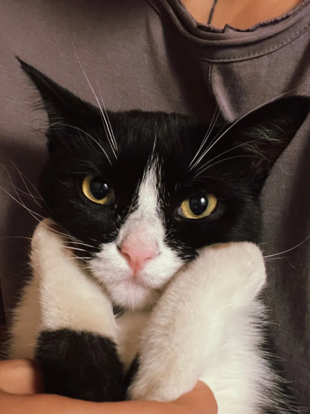 小猫捧脸杀