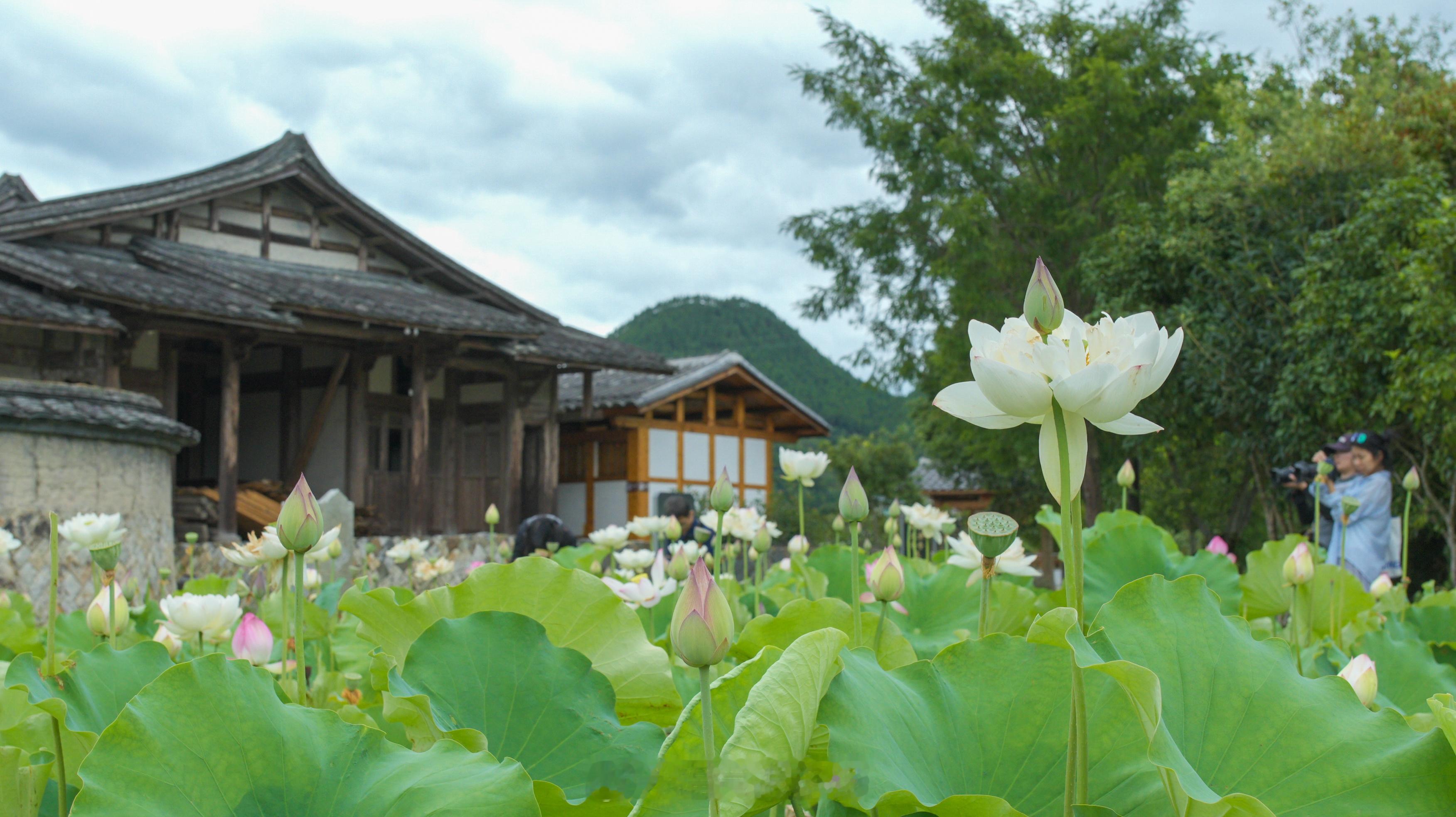 暑假旅行去哪儿玩[憧憬]逃离城市计划！福州永泰芙蓉李 体验摘摘乐咯～福建钟灵毓秀