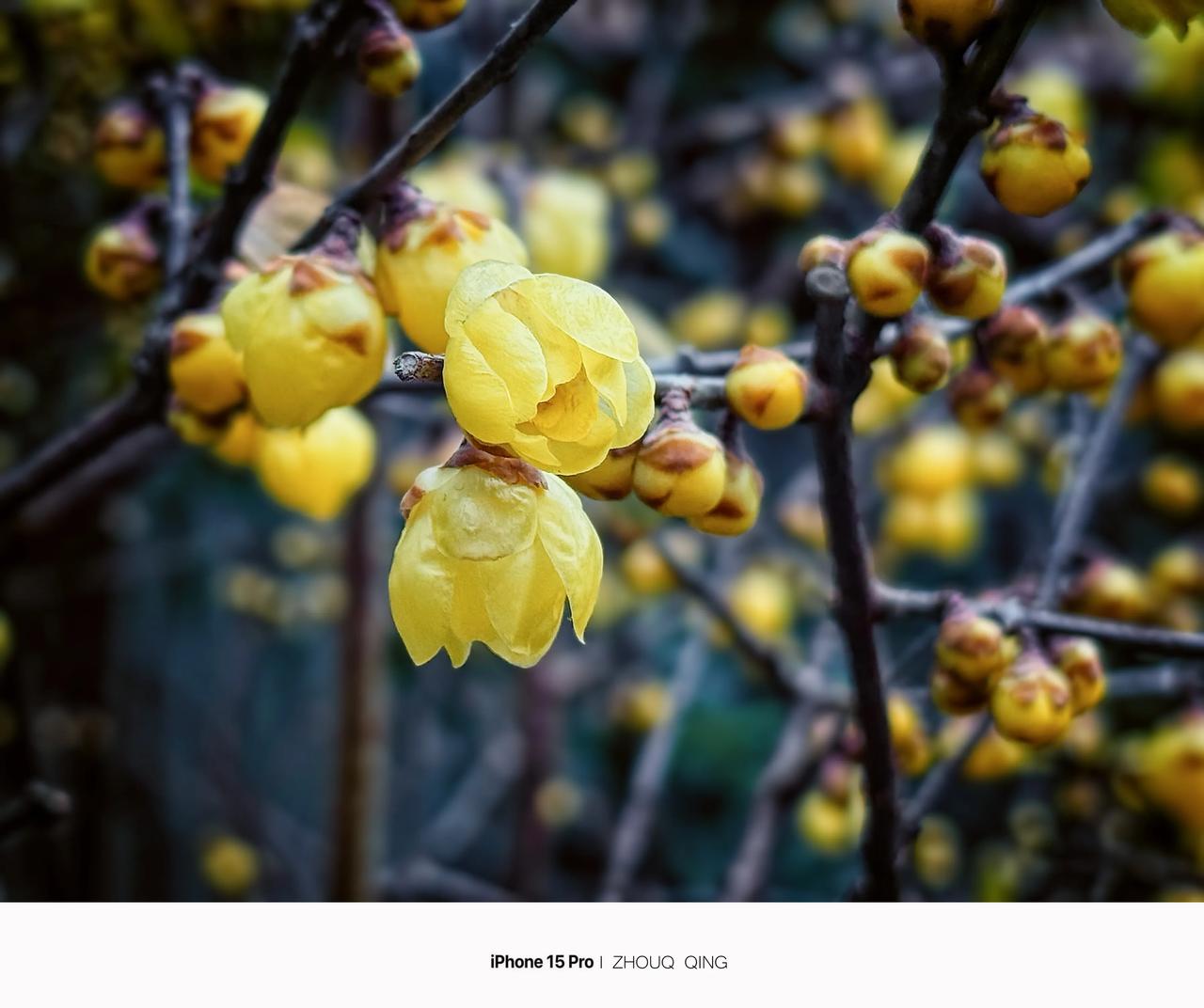 “未见花容，先闻花香”还没瞧见腊梅花的样子呢，那股子淡淡的、甜甜的花香就先钻进鼻