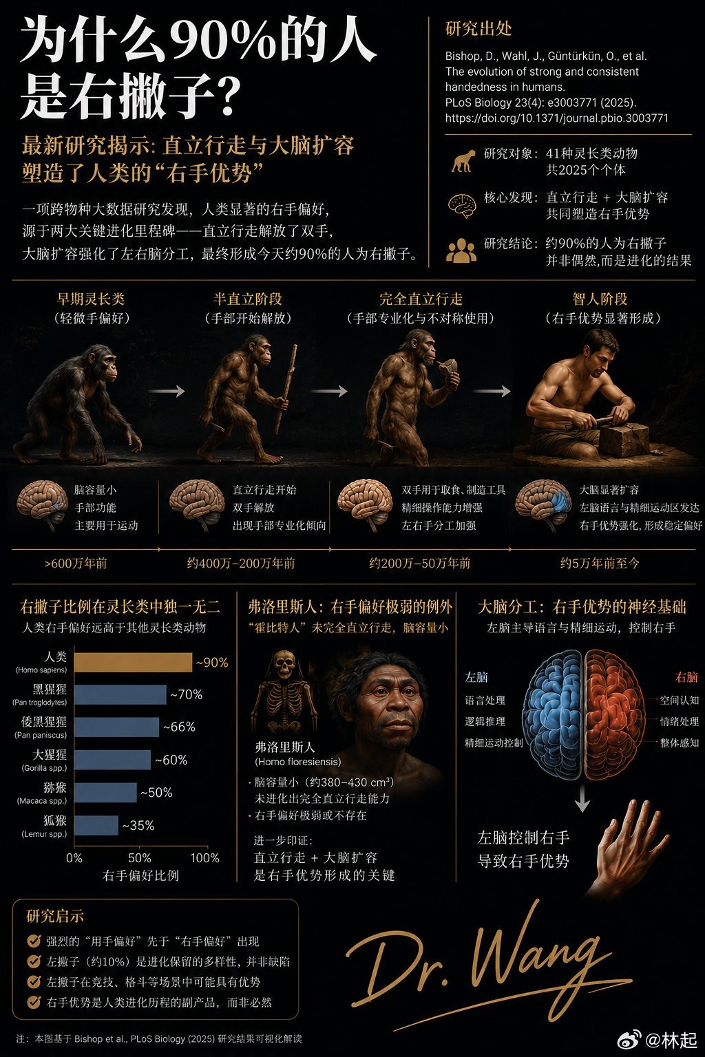 右手比左手灵活不是偶然，是进化的结果，越聪明的物种越偏向于使用右手。 