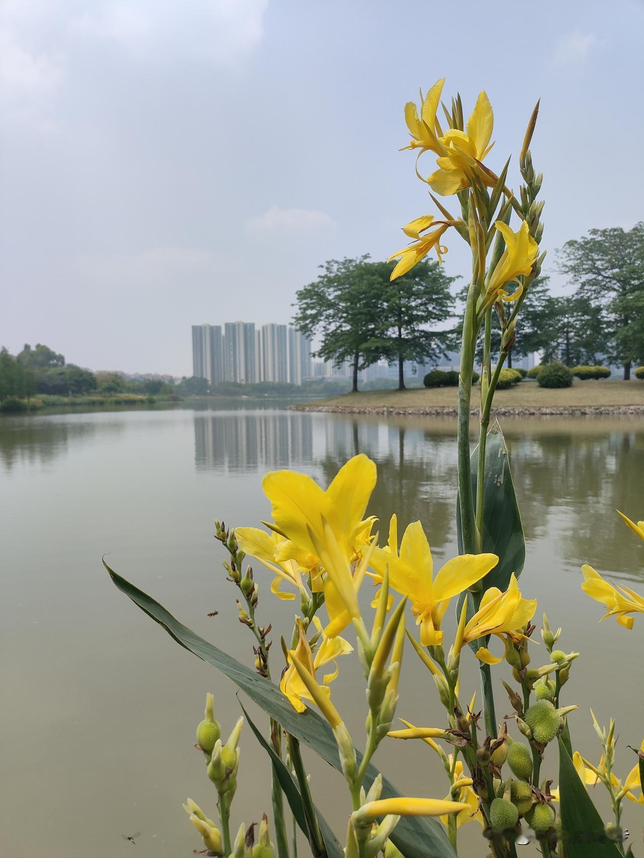 蹲在湖边拍这棵黄美人蕉时，突然懂了“爱自己”的另一种模样：不是刻意的仪式感，是把
