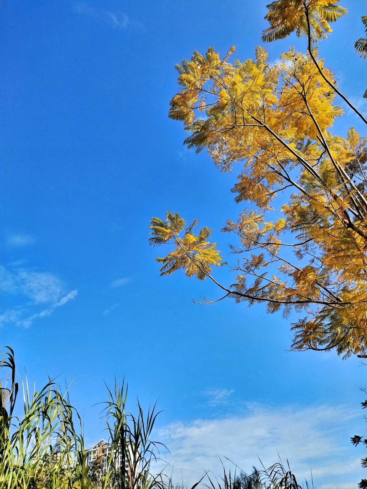 秋意渐浓，金黄树叶映碧空，静享自然之美。在这醉人的秋景里，每一处树杈子都像是大自